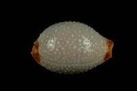 藏品(鯊皮寶螺)的圖片